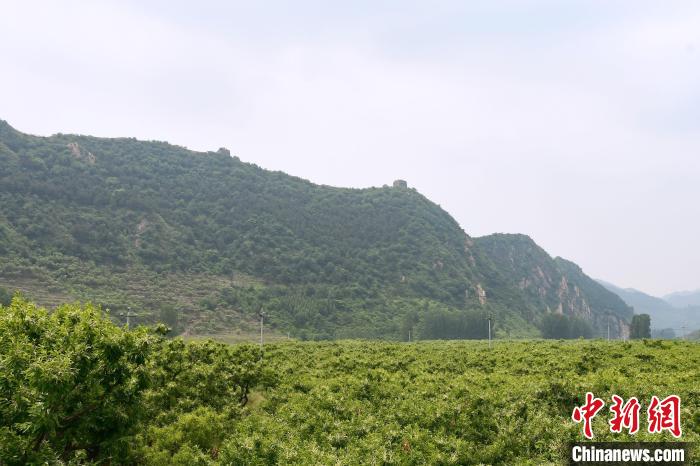 長城腳下萬畝栗花綻放，散發(fā)出淡淡清香?！『略破?攝