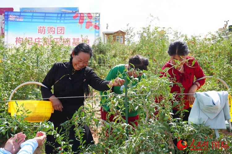 中寧縣來自西海固的移民大姐們一邊采摘新鮮枸杞一邊歌唱，笑由心生。人民網(wǎng)記者 何蒨攝
