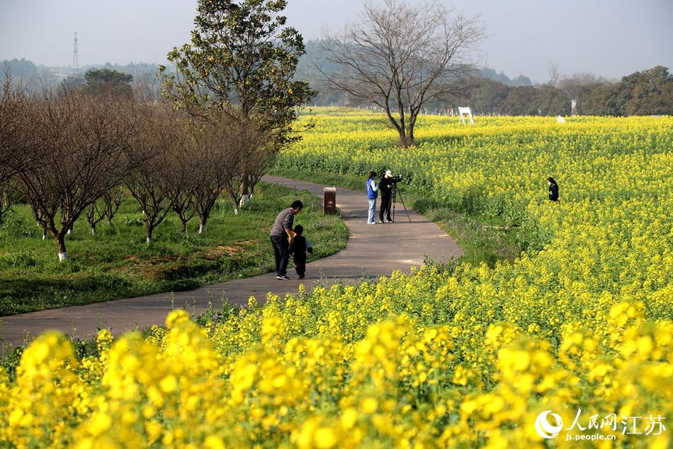 高淳區(qū)椏溪國際慢城桃花扇廣場油菜花田。高曉平攝