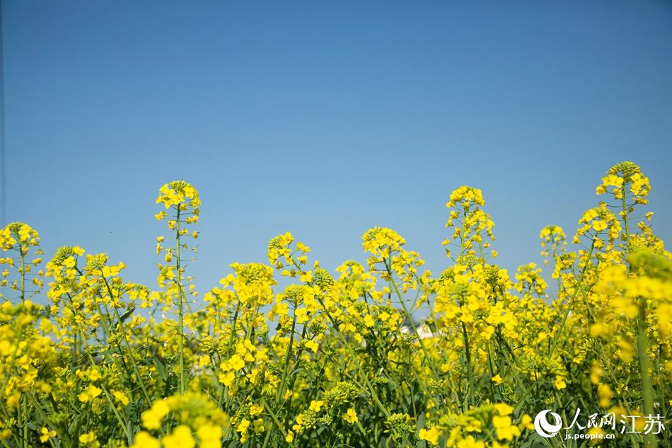 油菜花田。劉列攝