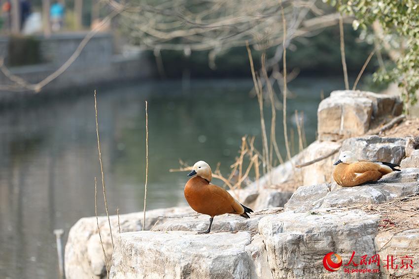 北京動(dòng)物園水禽湖畔，水鳥(niǎo)聚集，傳遞春的消息。人民網(wǎng) 尹星云攝