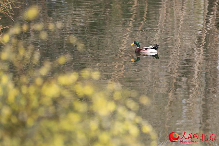 北京動物園水禽湖上，水鳥游弋其中，傳遞春的消息。人民網 尹星云攝