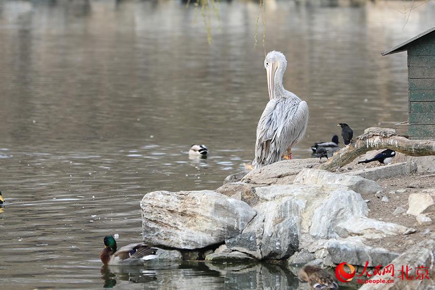 北京動(dòng)物園水禽湖畔，水鳥(niǎo)聚集，傳遞春的消息。人民網(wǎng) 尹星云攝