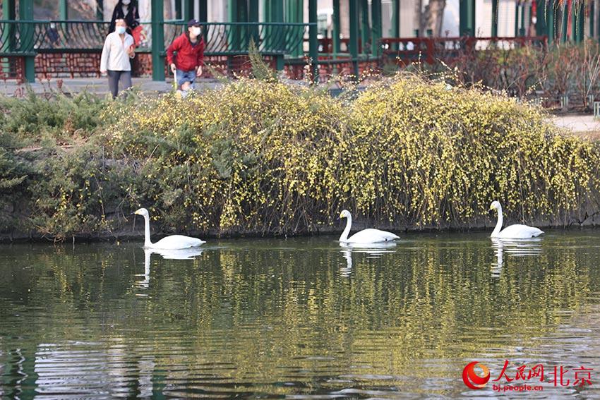 北京動(dòng)物園水禽湖上，水鳥游弋其中，傳遞春的消息。人民網(wǎng) 尹星云攝