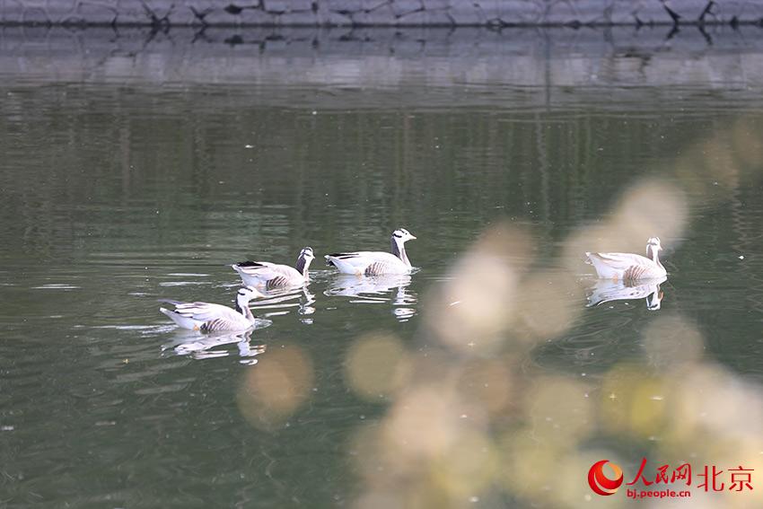 北京動(dòng)物園水禽湖上，水鳥游弋其中，傳遞春的消息。人民網(wǎng) 尹星云攝