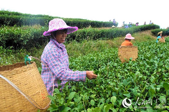 信良村茶葉種植基地里，婦女們在忙著采摘茶葉