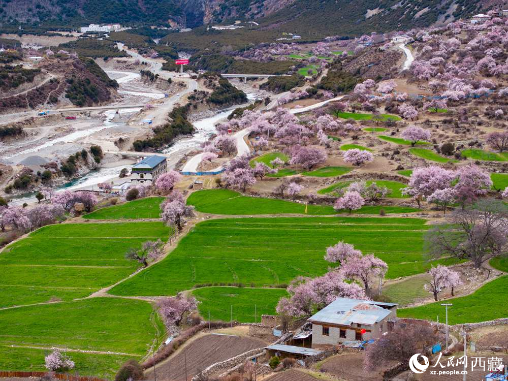 西藏嘉黎：藏北高原桃花開(kāi)出致富好“錢”景