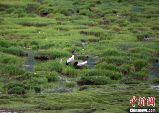 圖為祁連山國家公園青海片區(qū)內的黑頸鶴?！∑钸B山國家公園青海省管理局供圖 攝