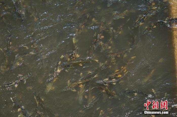 資料圖：圖為今年5月底到8月初，青海湟魚(yú)洄游產(chǎn)卵 馬銘言攝