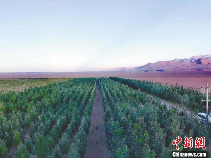 圖為格爾木境內(nèi)種植的綠樹?！「駹柲救诿襟w中心供圖