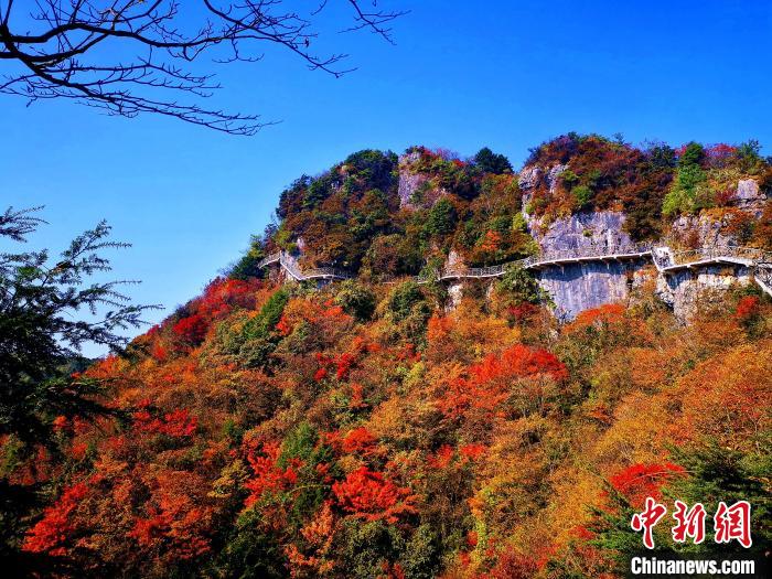 巴山大峽谷漫天紅葉?！埰?攝