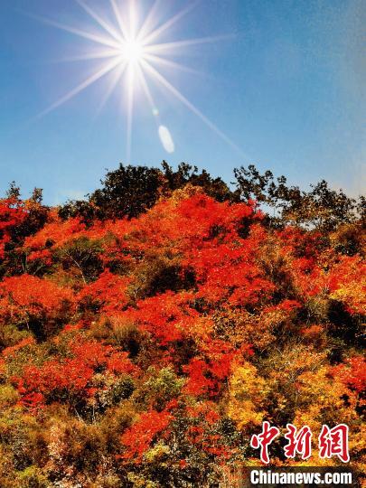 萬(wàn)源市紅葉似火。　朱平安 攝