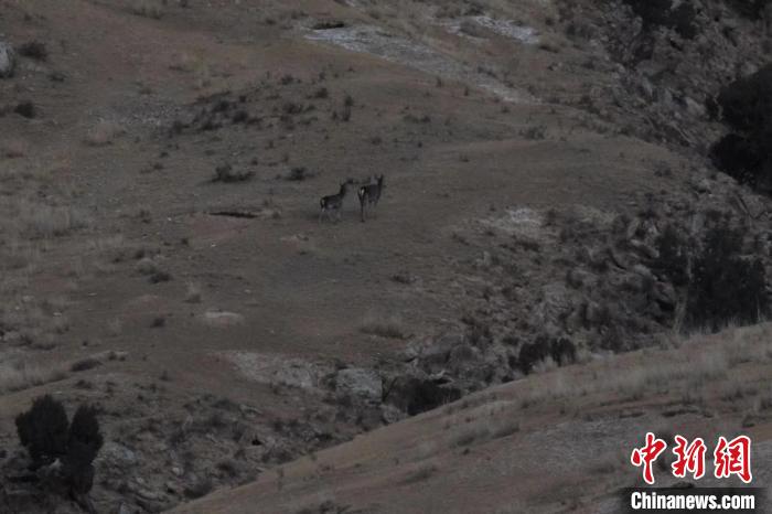 圖為兩只馬鹿在山坡上行走?！〔湃?攝