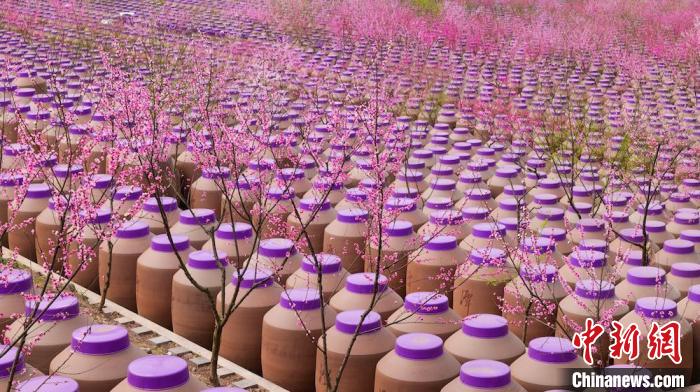 桃花和酒壇相映成趣?！∫足?攝
