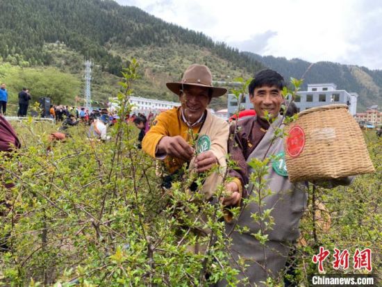 圖為當(dāng)?shù)剞r(nóng)牧民進(jìn)行藏雪茶采摘比賽?！⊥鮿x 攝