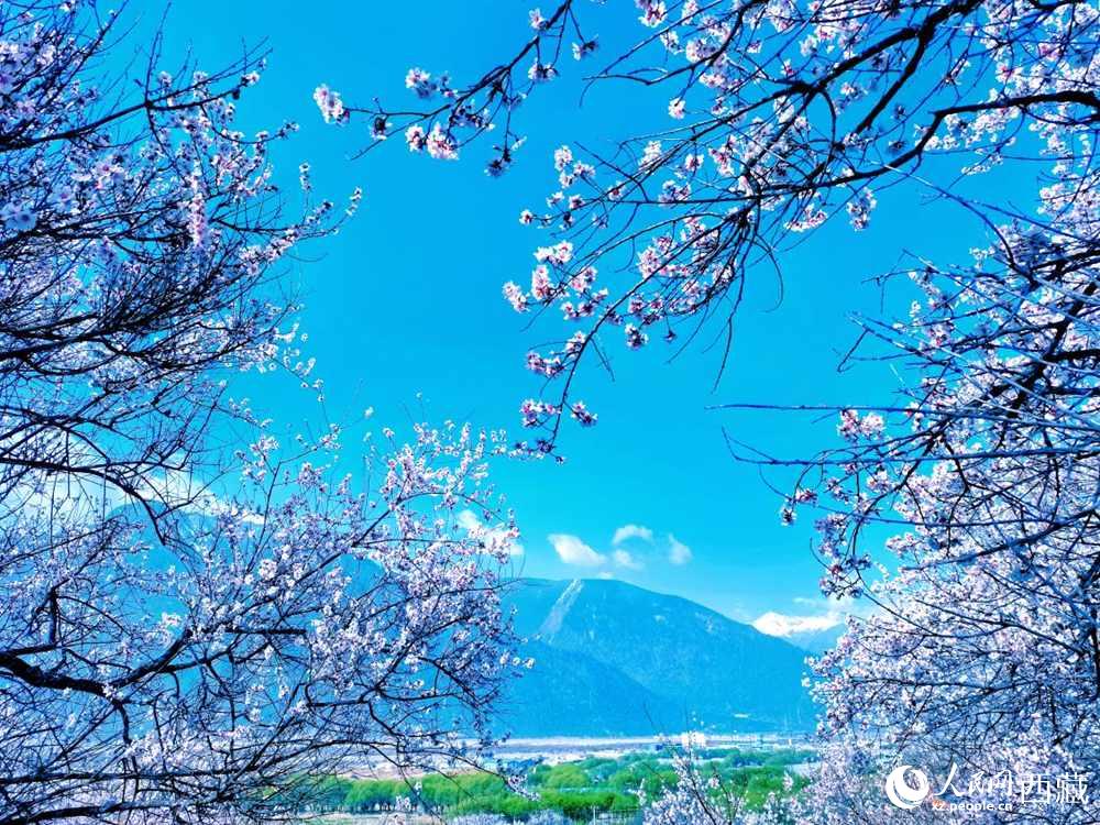 桃花在藍天白云的映襯下分外好看。人民網(wǎng) 李海霞攝