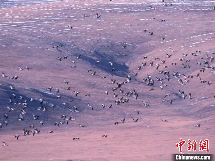 圖為在嘉塘草原上飛翔的黑頸鶴。稱(chēng)多縣委宣傳部供圖