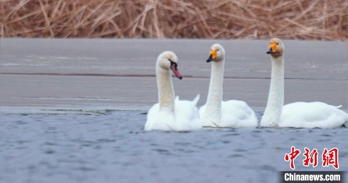 圖為疣鼻天鵝與大天鵝?！∏嗪?guó)家公園觀鳥協(xié)會(huì)供圖 攝