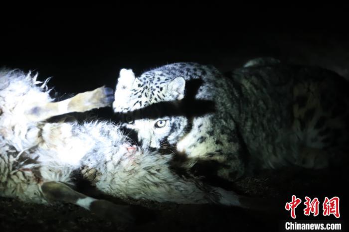 長(zhǎng)江源、瀾滄江源啟動(dòng)旗艦物種雪豹及棲息地保護(hù)項(xiàng)目