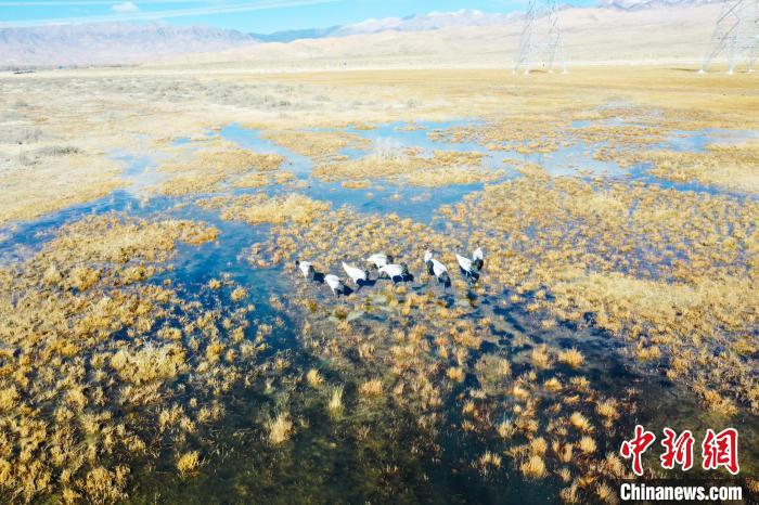 圖為一群黑頸鶴在濕地中央行走。　卡美燕 攝
