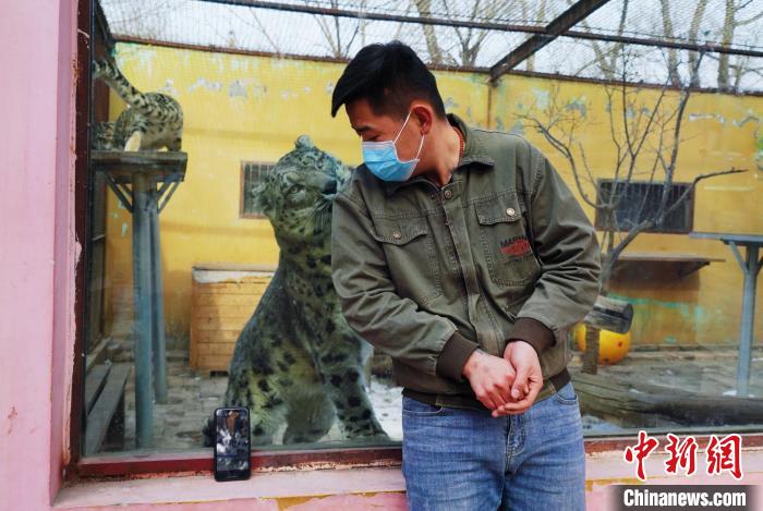 圖為雪豹“奶爸”史壽軍直播休息時與雪豹互動。　馬銘言 攝