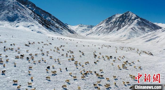 圖為羊群在雪地里覓食?！《继m縣融媒體中心供圖