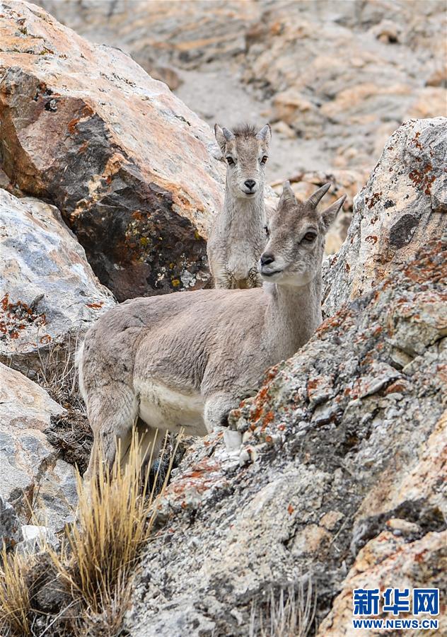 （2020珠峰高程測(cè)量）（5）珠峰自然保護(hù)區(qū)生物多樣性得到有效保護(hù)