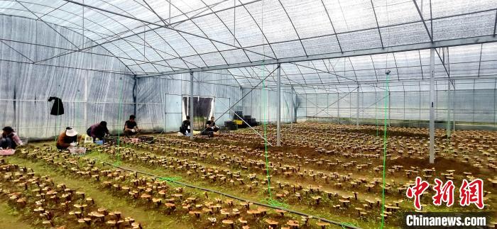 圖為紅太陽科技示范家庭農(nóng)場組織民眾采收靈芝?！∑酱胪喙﹫D