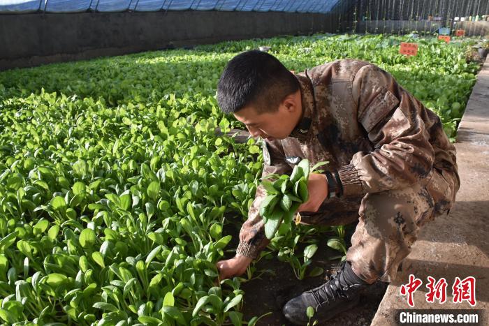 圖為阿里軍分區(qū)某邊防團(tuán)官兵在溫室摘菜?！￡悋[岳 攝